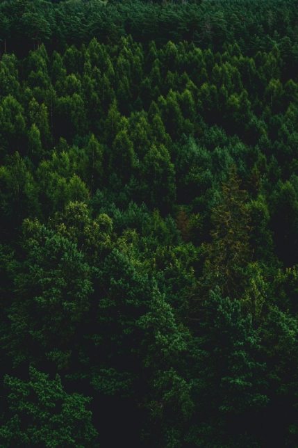 Sustainable Forestry and Responsible Paper Sourcing